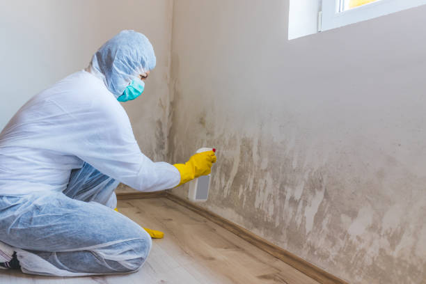 Licensed Mold Remediation service in Dillsburg, PA - WQB Mold Removal